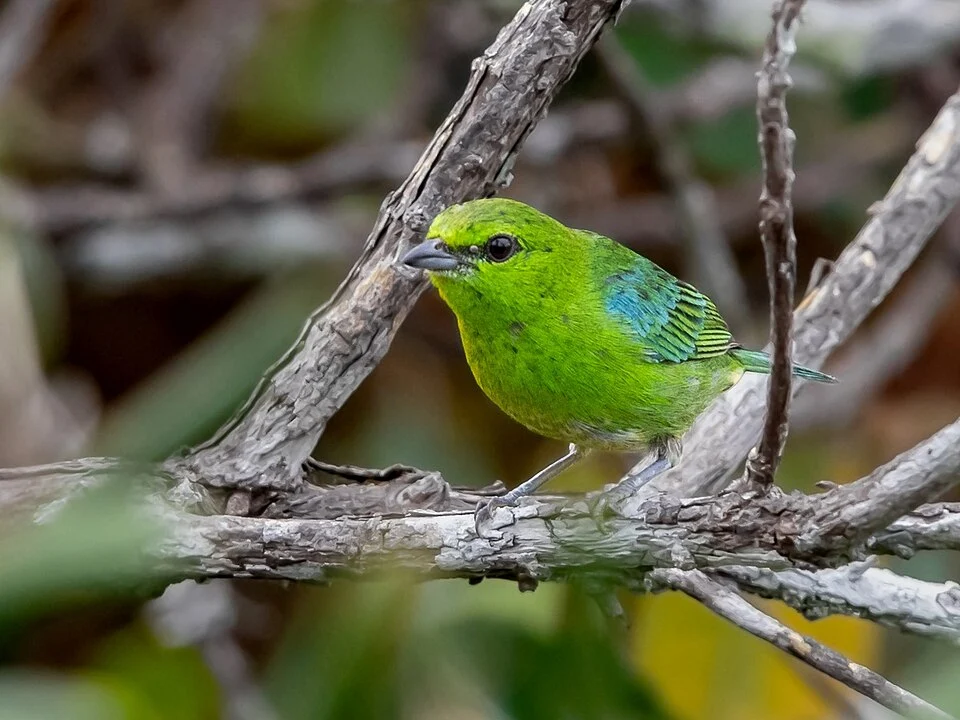 Dotted Tanager (male); Manaus, Amazonas, Brazil