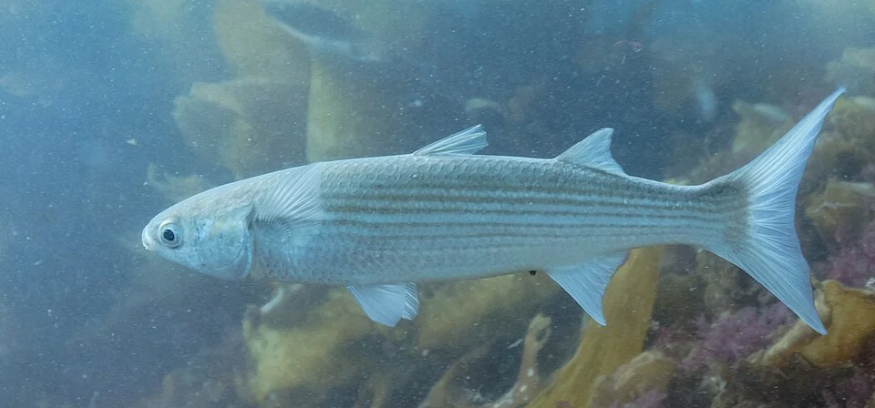 Flathead grey mullet (Mugil cephalus), Arrábida National Park, Portugal