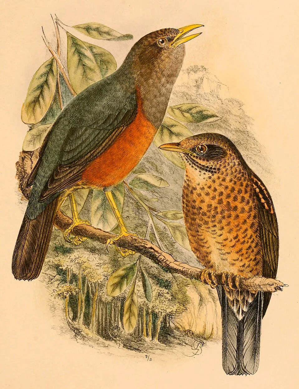 « Merula celebensis » = Turdus poliocephalus celebensis (Subspecies of Island Thrush) - adult and juvenile