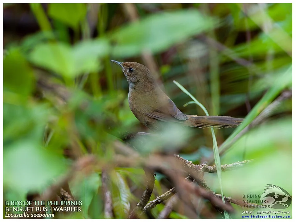Benguet Bush Warbler seen in Nueva Vizcaya. Photo by Adri Constantino