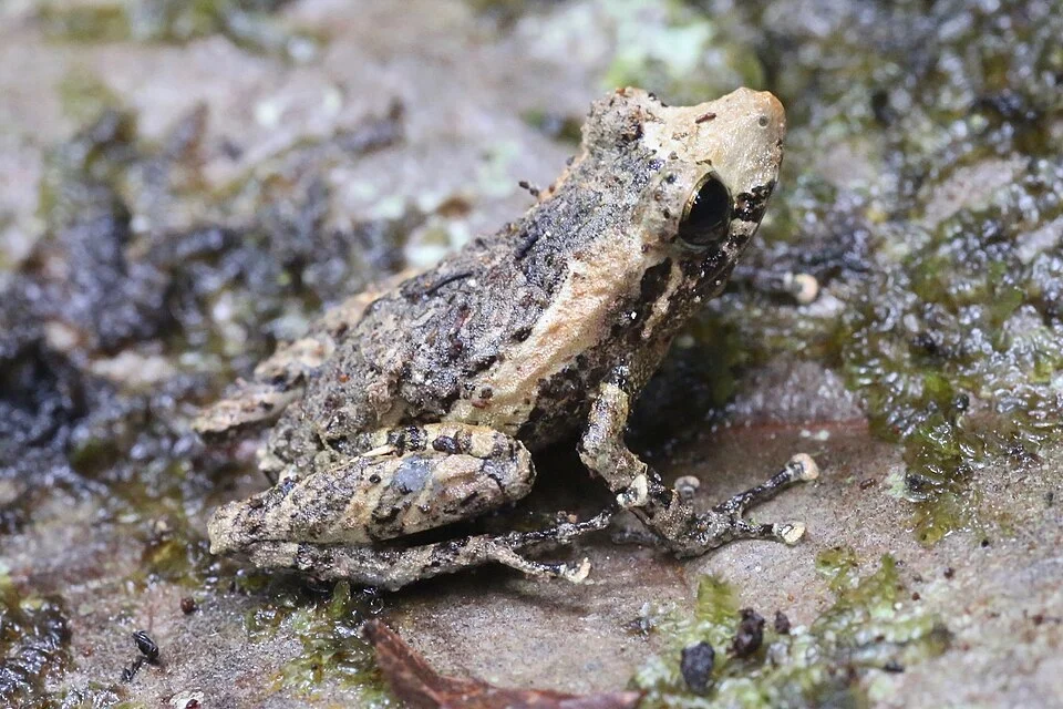 Pristimantis luteolateralis, male. Ecuador, Pichincha Province, Mindo.