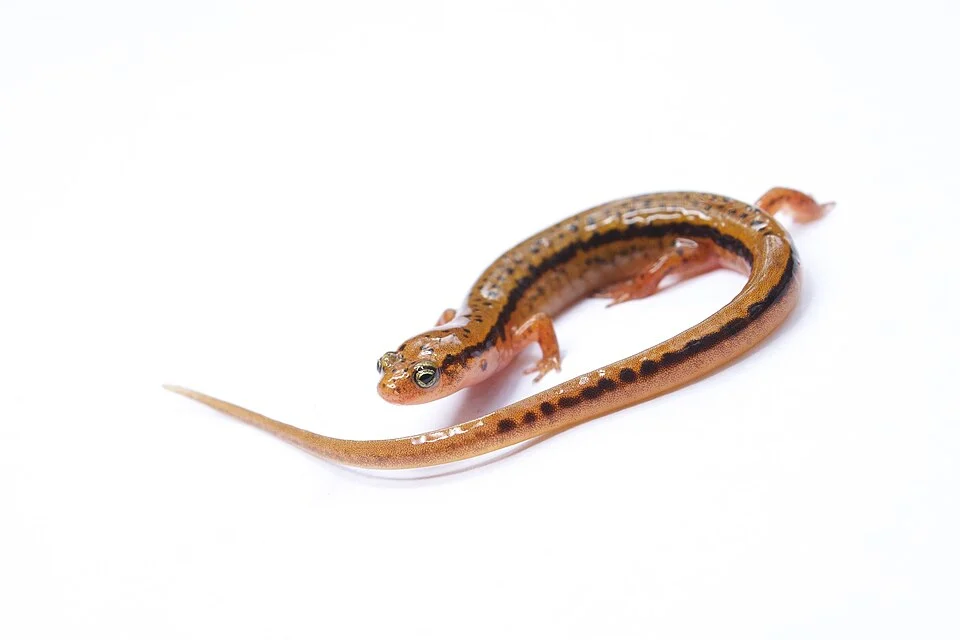 Blue Ridge Two-lined Salamander (Eurycea wilderae)