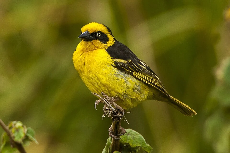 A male Reichenow's weaver, a distinctive race of Baglafecht weaver, in northern Tanzania. The black mantle plumage is distinctive in this race. The female would have a black hood with no yellow front.
