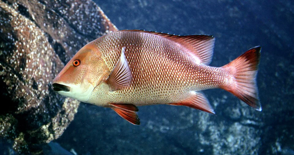 emperor red snapper or bourgeois red snapper in uShaka Sea World