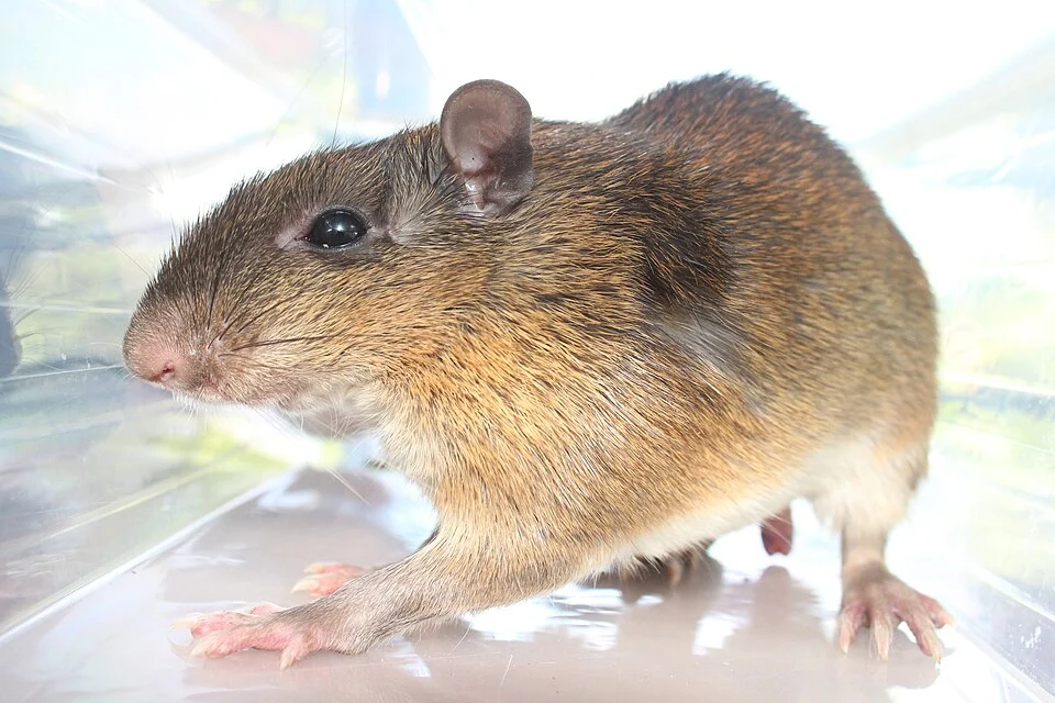 Tome's Spiny Rat (Proechimys semispinosus) in Panama