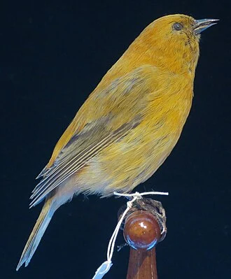 Loxops ochracea Roths, male (Maui 'akepa), Bishop Museum, Honolulu