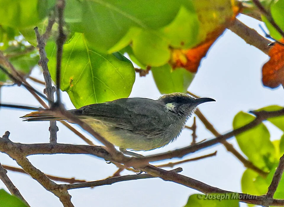 Olive Honeyeater (Lichmera argentauris) in Indonesia