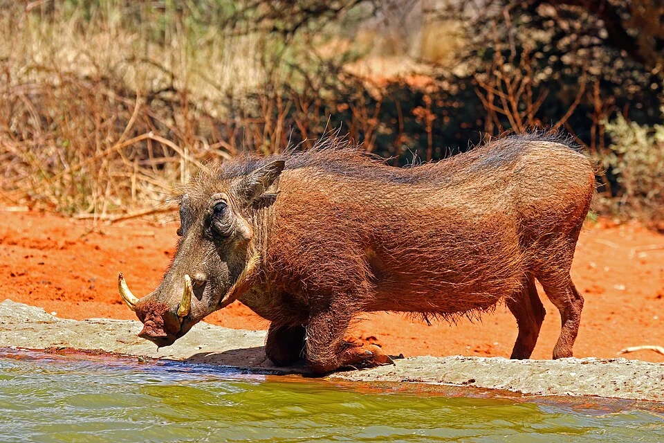 Warthog (Phacochoerus africanus) male, Tswalu Kalahari Reserve, South Africa