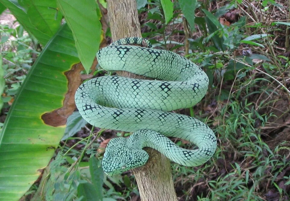 I snake found in Barangay Bolebak, Lebak, Sultan Kudarat, Philippines. The local, mostly Ilonggos (Language: Hiligaynon) call it Dupong or Tropidolaemus wagleri. Another feature is that its body is flat vertically and not horizantally which is opposite of normal snake or of a croc which is wide-bodied. Means it has a narrow body but has height in its thickness .Pale green with black streaks skinned heart-shaped headed 20-inch snake.