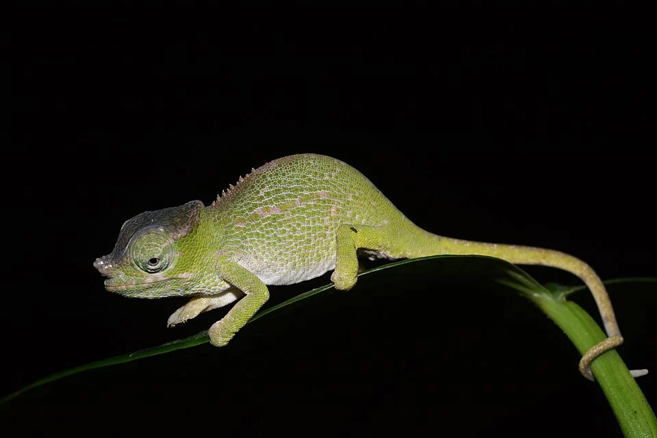 Uluguru Two-horned Chameleon (Kinyongia uluguruensis)