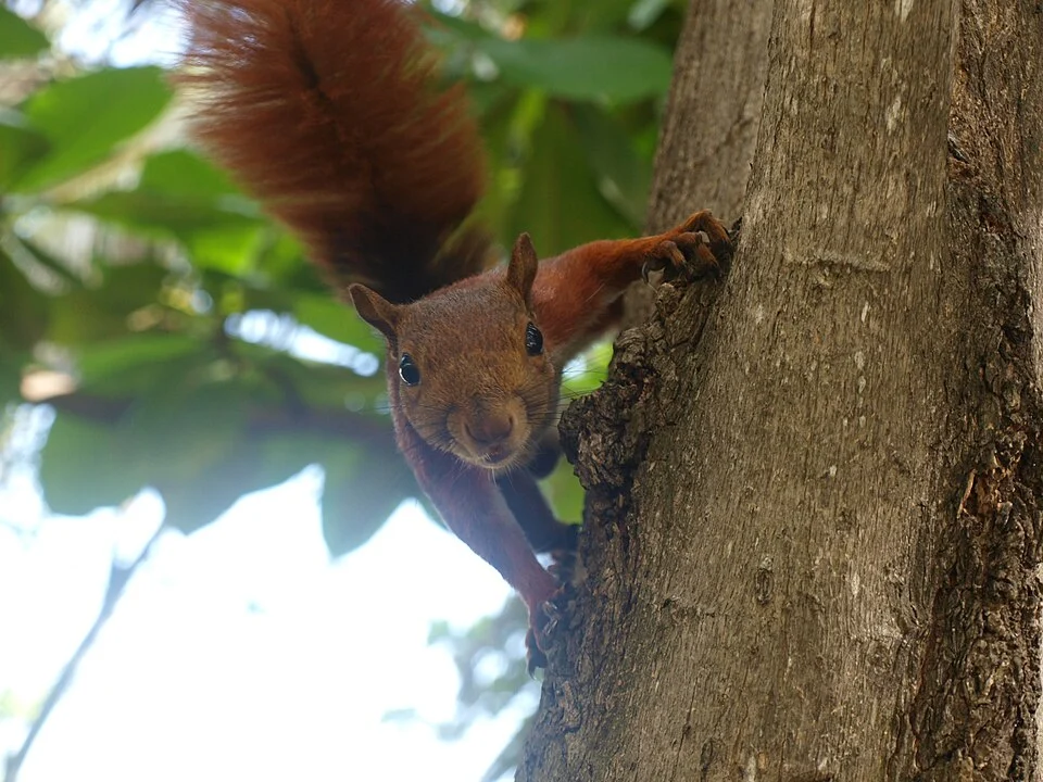 Andean Squirrel - Cartagena, Colombia - December 2015