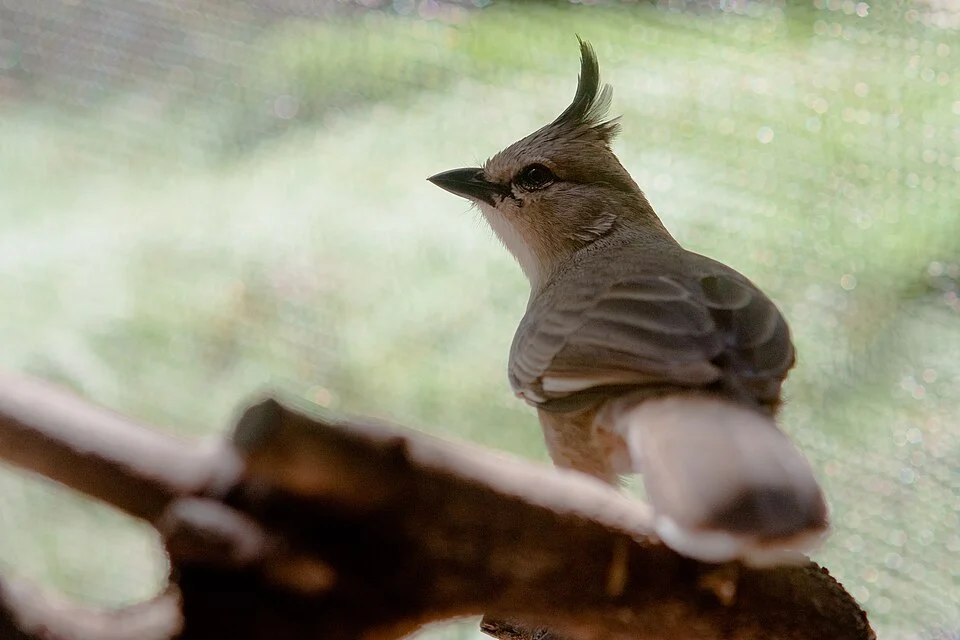 Chiming Wedgebill (Psophodes occidentalis) in Blackbutt Reserve, Newcastle, Australia
