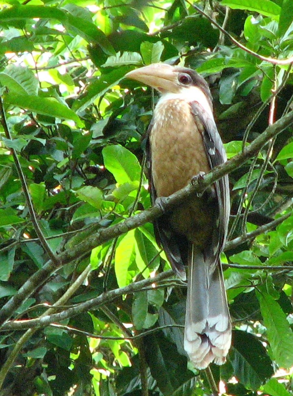 Near-threatened hornbill species