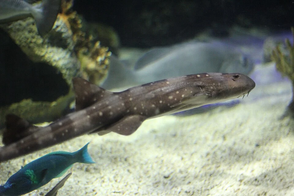 Whitespotted Bamboo shark (Chiloscyllium plagiosum) at a Mystic Aquarium Exhibit