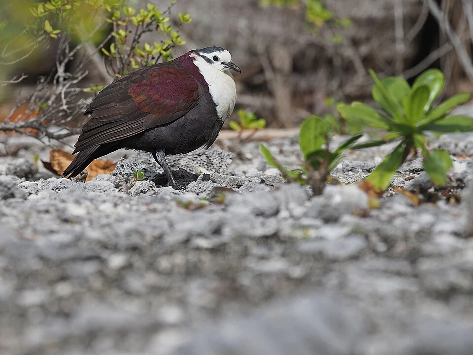 Pampusana erythroptera, Îles Australes, PF, 2019-09-16 (iNaturalist).