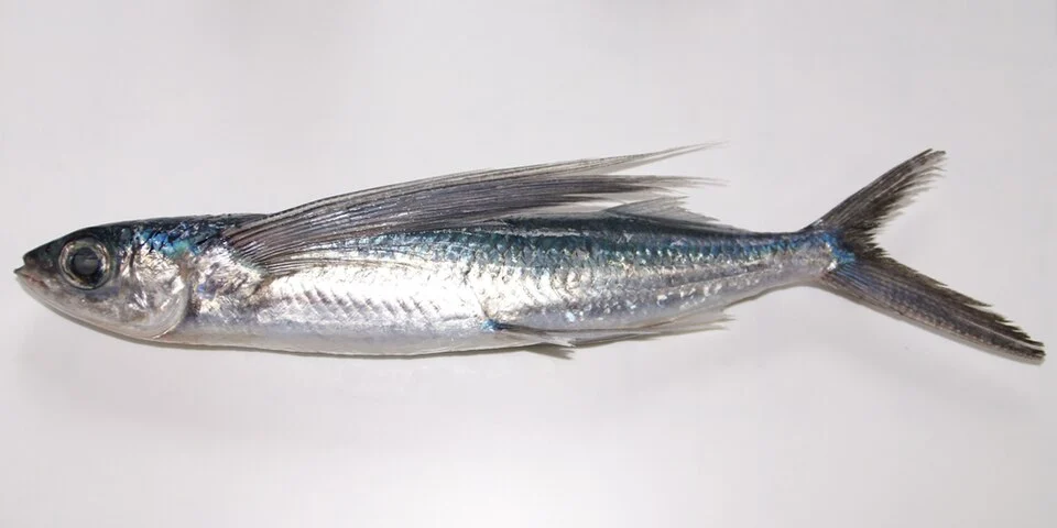 Cheilopogon pinnatibarbatus japonicus (Franz, 1910)