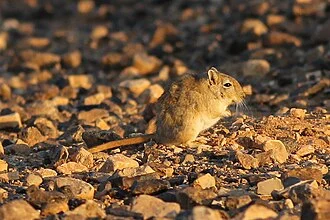 Libyan Jird (Meriones libycus), Jordan