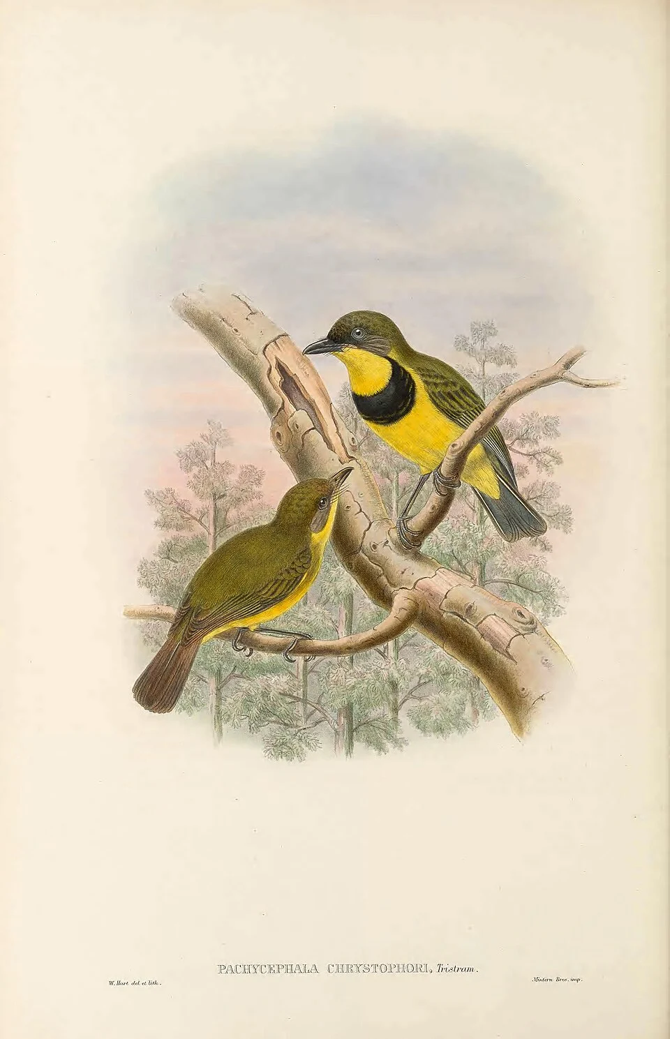 Pachycephala christophori in The birds of New Guinea and the adjacent Papuan islands, including many new species recently discovered in Australia. v.3 (Plate 23).