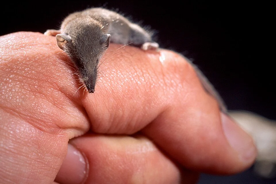 Suncus etruscus, the smallest mammal by weight of the world. Portrait over hand for comparison.