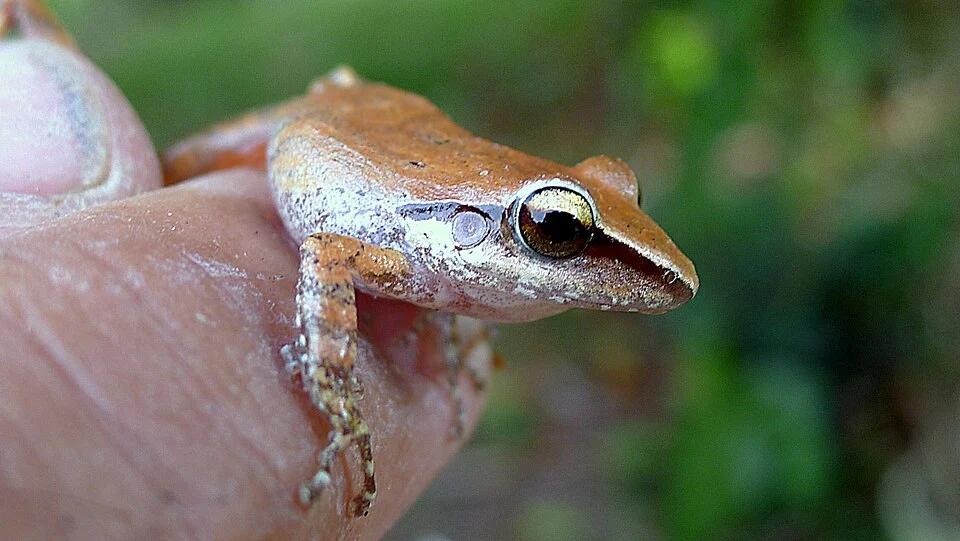 Pristimantis paulodutrai (Bokermann, 1975)