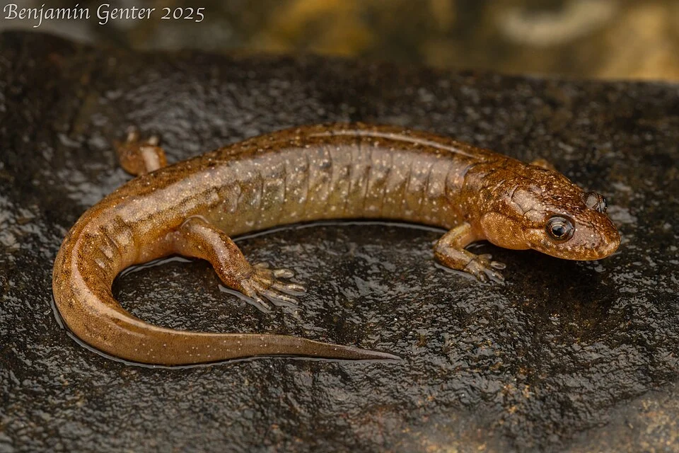 Adult from Tennessee