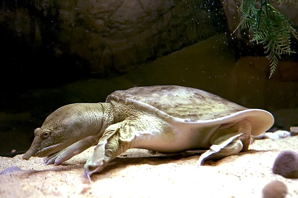 Chinese Softshell Turtle is a softshell turtle that is found in China and Taiwan, with some in a wide range of other Asian countries, as well as Spain, Brazil and Hawaii.
The Chinese softshell turtle is a vulnerable species, threatened by habitat loss and collection for food such as turtle soup. Millions are now farmed, especially in China, to support the food industry, and it is the world's economically most important turtle.