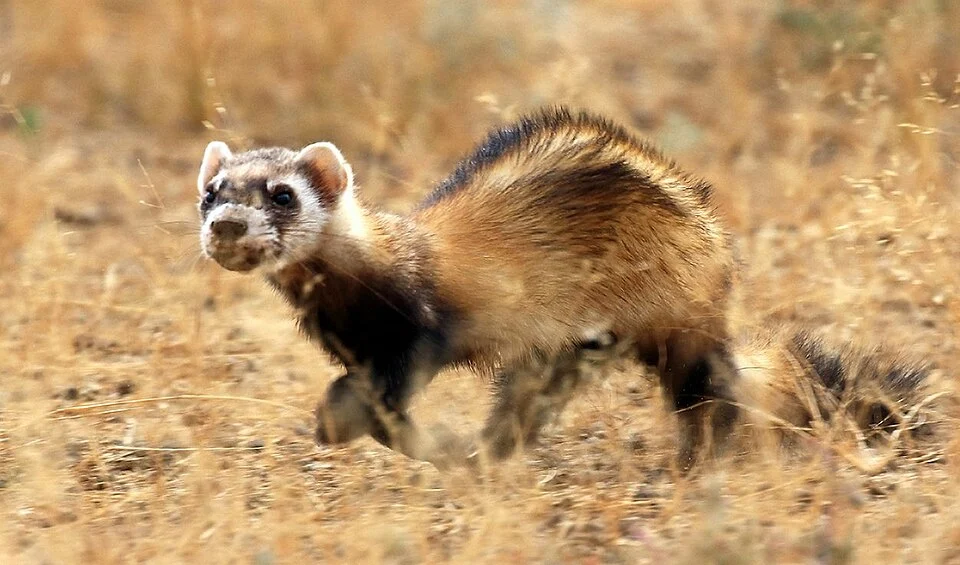 Wild steppe polecat at the Stepnoi Sanctuary, Astrakhan oblast, Russia