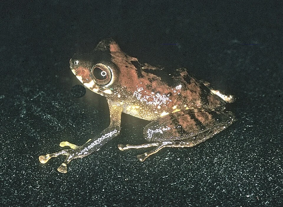 Pristimantis quaquaversus