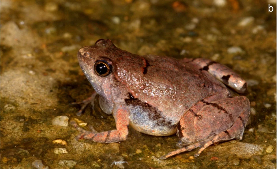 Microhyla laterite, an adult male