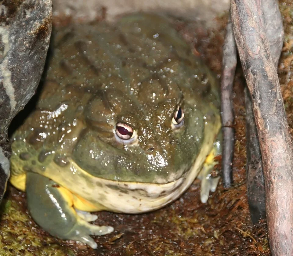 Location taken: National Aquarium in Baltimore, Baltimore MD.. Names: Pyxicephalus adspersus Tschudi, 1838, African Bullfrog, Afrikanischer Ochsenfrosch, Afrikansk oxgroda, Giant Bullfrog, Hrabatka drsná, Tschudi's African Bullfrog, Tunnelisammakko, กบแอฟริกันบูลฟร็อก, アフリカウシガエ Classification: Animalia > Chordata > Amphibia > Anura > Pyxicephalidae > Pyxicephalus > Pyxicephalus adspersus.