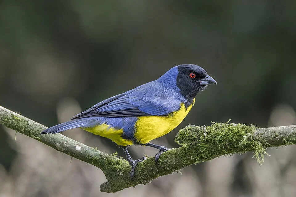 Hooded mountain tanager (Buthraupis montana cucullata), Hacienda El Bosque, Manizales, Caldas, Colombia
