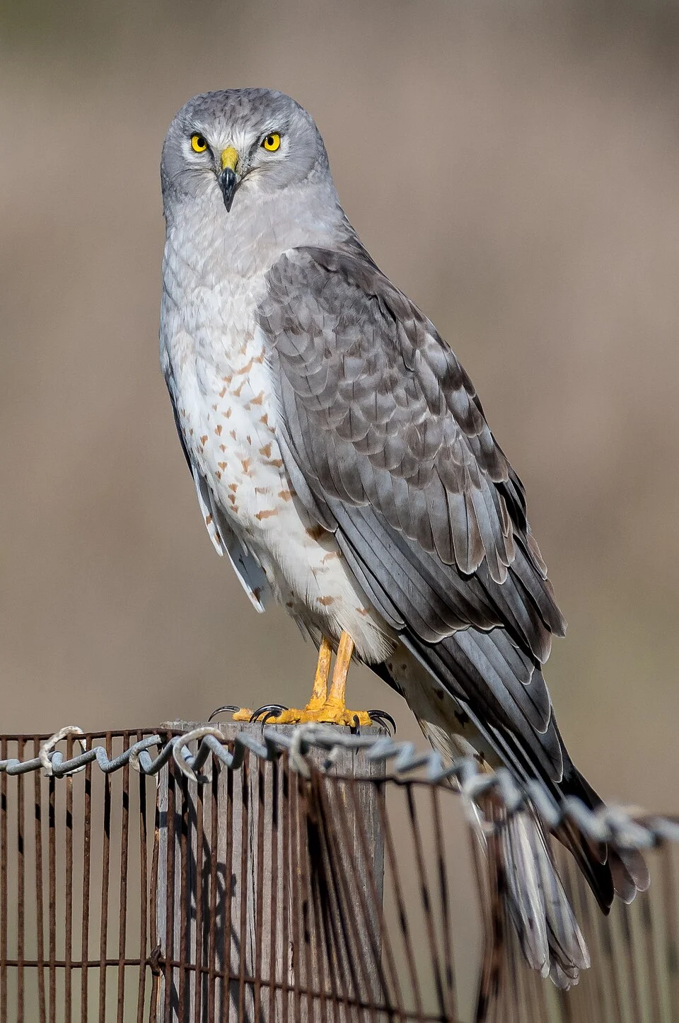Male northern harrier (Circus hudsonius) in Berkeley, California, United States