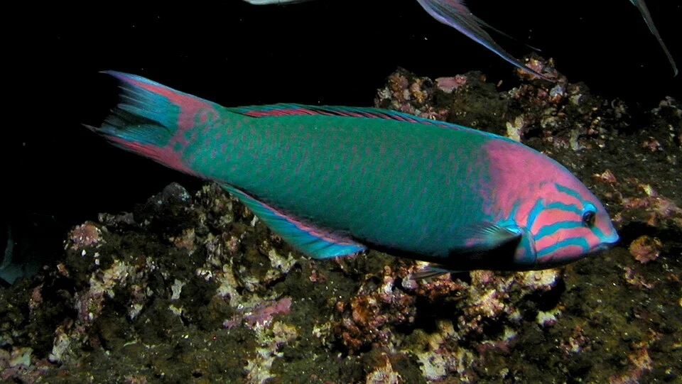 Photo of Sunset Wrasse uploaded from iNaturalist.