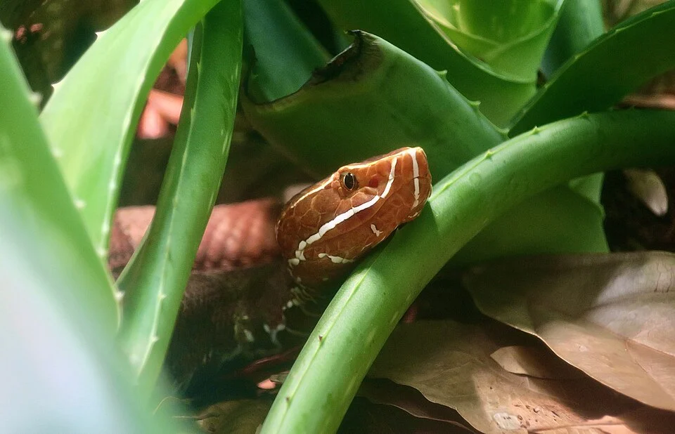 A southern cantil (Agkistrodon howardgloydi) at St. Louis Zoo.