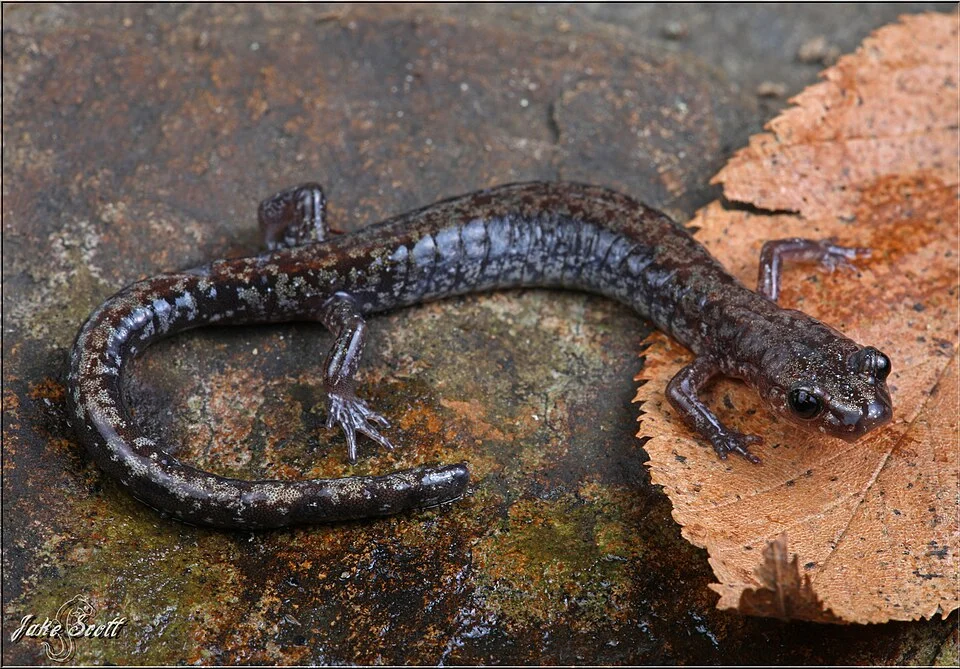 Big Levels Salamander (Plethodon sherando)
