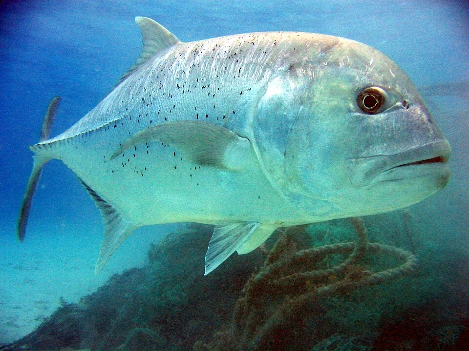 Giant trevally (Caranx ignobilis)

Image ID: reef0735, NOAA's Coral Kingdom Collection
Location: Northwest Hawaiian Islands