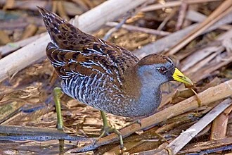 Sora (crake) (Porzana carolina), Birding Center, Port Aransas, Texas