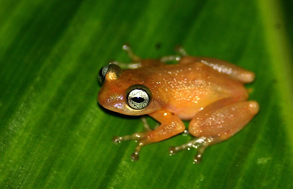 Raorchestes uthamani