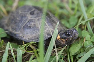 In an ongoing effort to track bog turtle populations, biologists recently spent several days visiting southern Appalachian bogs in western North Carolina, searching for the rare turtles. Measurements were taken and recorded for each turtle found, then each individual was marked twice – one a physical marking of the turtle’s shell, and then each turtle receives a unique identifying chip, much like you might have placed in your cat or dog. Part of the benefit of chipping the turtles is to identify individual turtles, that are known from specific sites, them should they ever be found in the posse