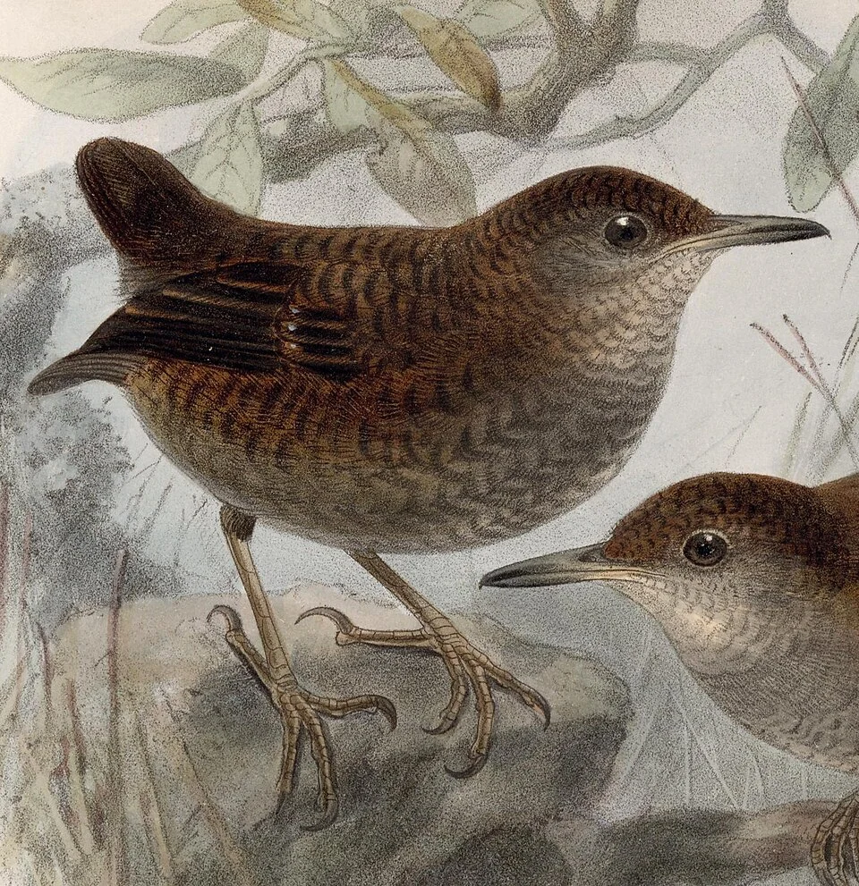 « Microcerculus philomela » = Microcerculus philomela (Northern Nightingale-Wren)