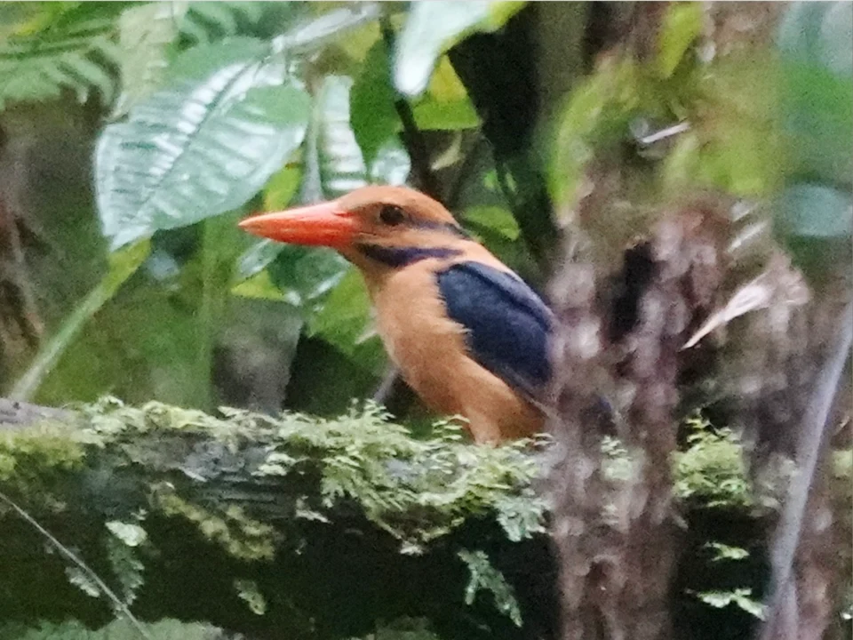 Moustached Kingfisher (Actenoides bougainvillei) in Bougainviille