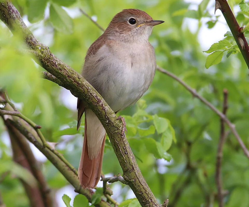 A common nightingale in Belgium