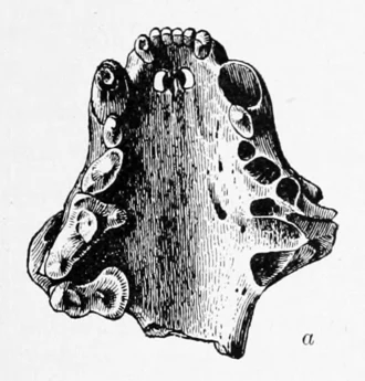 Portion of sea mink skull