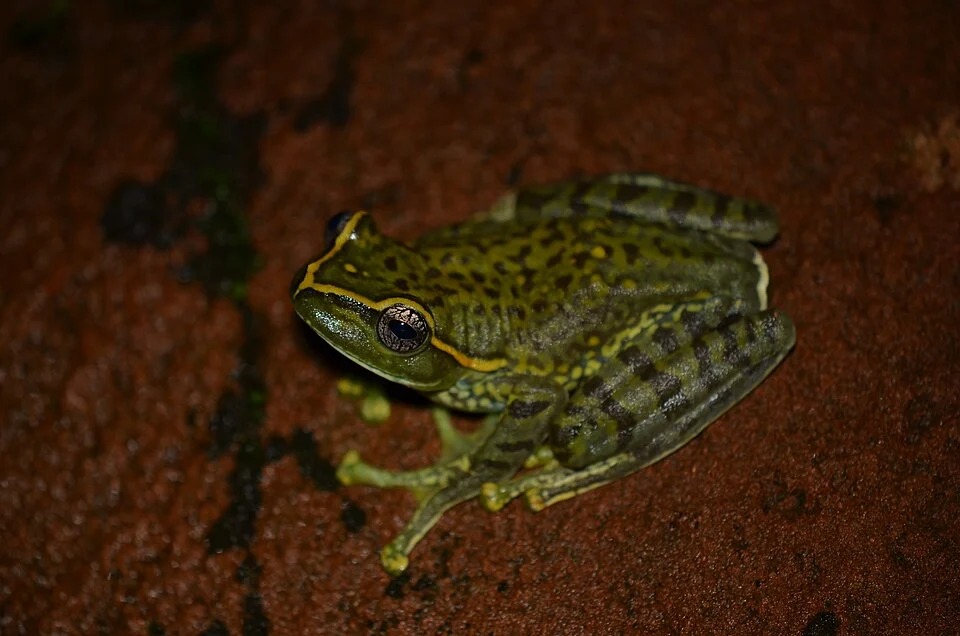 Ghatixalus magnus (Large Ghats Tree Frog) from the state of Kerala, south India.