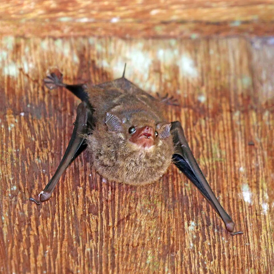 Greater sac-winged bat (Saccopteryx bilineata), near Cristalino Lodge, South Amazon, Brazil