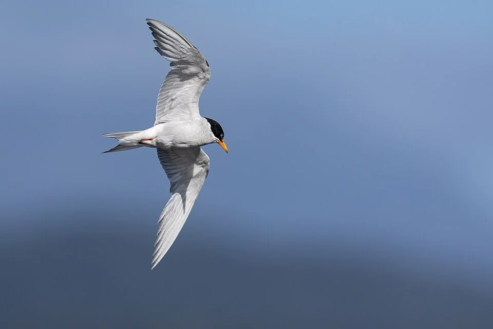 Black-fronted Tern