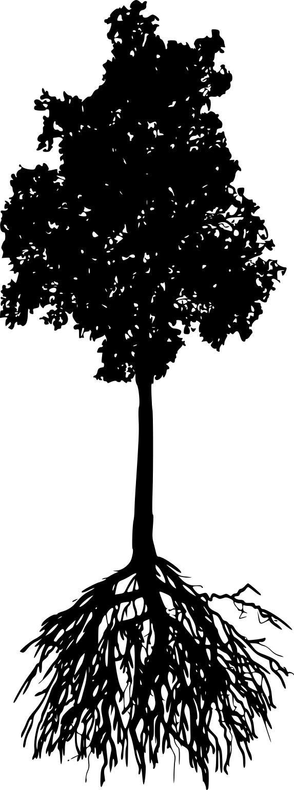 A black silhouette of a whole birch, including its leafy crown, narrow trunk and spreading roots.