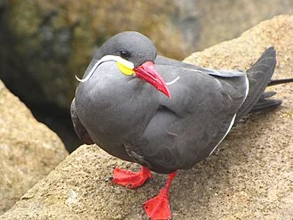 An adult Inca Tern in Lima, Peru.