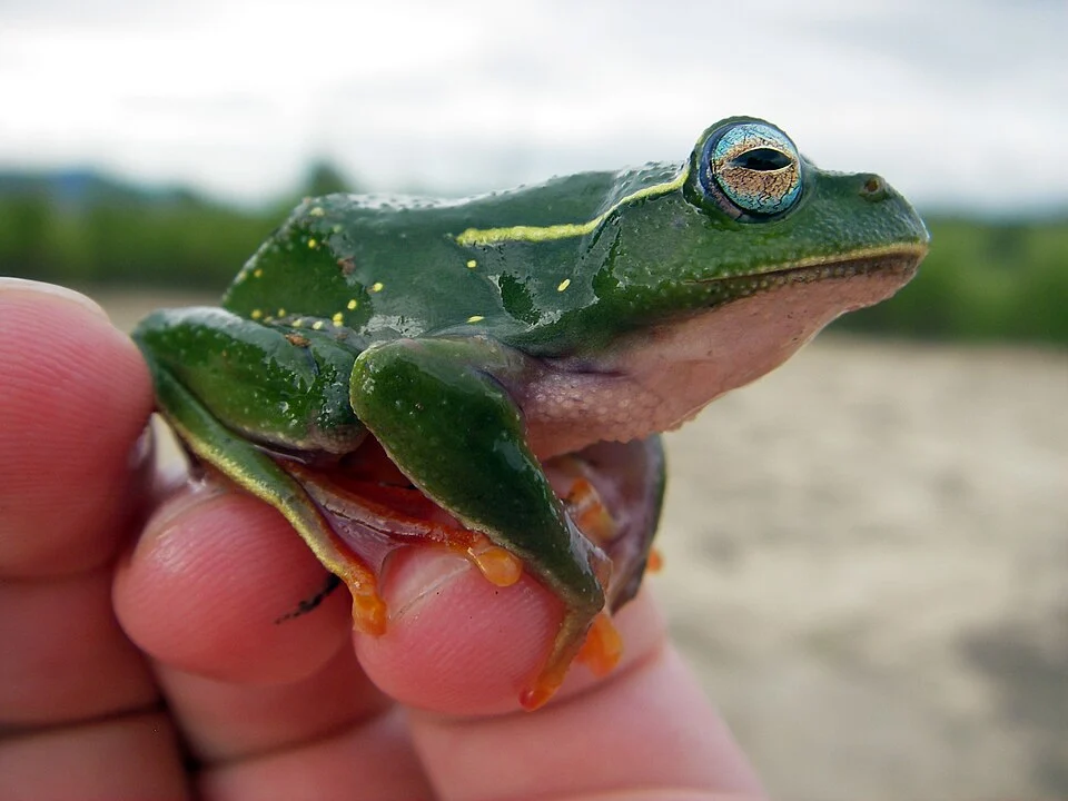 Boophis occidentalis picture taken close to Isalo National Park, Madagascar.