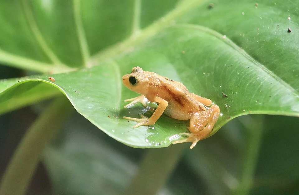 A Kihansi spray toad at Bronx Zoo.